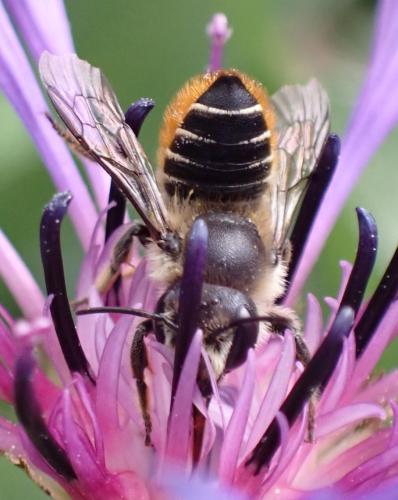 Megachile centuncularis